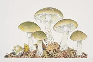 Images Dated 1st August 2006: Amanita phalloides, Death Cap mushrooms fruiting in rich leaf-covered soil