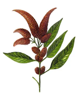 Amaranthus caudatus , love-lies-bleeding, pendant amaranth, tassel flower, velvet flower Amaranthus caudatus , love-lies-bleeding, pendant amaranth, tassel flower, velvet flower