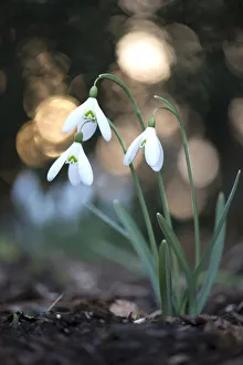 amaryllidaceae, blossoming, blurry, exterior views, niedersachsen, spring, white amaryllidaceae, blossoming, blurry, exterior views, niedersachsen, spring, white