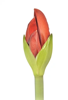 Amaryllis -Hippeastrum-, flower bud opening Amaryllis -Hippeastrum-, flower bud opening