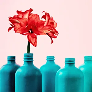 <b class=qtipBold><figcaption>Amaryllis in painted bottle vase</figcaption></b><br>Red amaryllis flower with row of repurposed bottles painted in a teal gradient on pale pink background.<br><em>© JUJ WINN 2018</em> Amaryllis in painted bottle vase