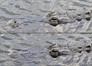 American alligator, Alligator mississippiensis, with nostrils open for breathing at top and closed for underwater below American alligator, Alligator mississippiensis, with nostrils open for breathing at top and closed for underwater below