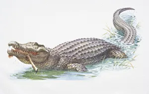 American Alligator, Alligator mississippiensis, eating leg American Alligator, Alligator mississippiensis, eating leg