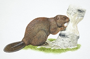 American Beaver, Castor canadensis, gnawing away at a tree trunk American Beaver, Castor canadensis, gnawing away at a tree trunk