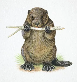 American Beaver, Castor canadensis, chewing a stick American Beaver, Castor canadensis, chewing a stick