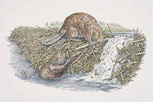Two American Beavers (castor canadensis) building dam, one perched on top of dam and another in water, side view Two American Beavers (castor canadensis) building dam, one perched on top of dam and another in water, side view