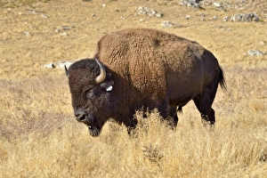 American Bison -Bison bison-, Hot Springs Park, Thermopolis, Wyoming, USA American Bison -Bison bison-, Hot Springs Park, Thermopolis, Wyoming, USA