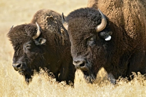 American bisons -Bison bison-, Hot Springs Park, Thermopolis, Wyoming, USA American bisons -Bison bison-, Hot Springs Park, Thermopolis, Wyoming, USA