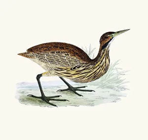 American Bittern bird 19 century illustration American Bittern bird 19 century illustration