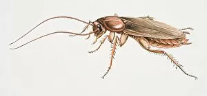 Invertebrates Gallery: American Cockroach, Periplaneta americana, side view