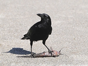 American crow, Corvus brachyrhynchos, eating a walking catfish, Clarias batrachus American crow, Corvus brachyrhynchos, eating a walking catfish, Clarias batrachus