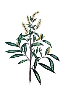 American dusky willow tree 19th century botanical American dusky willow tree 19th century botanical