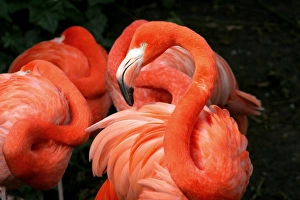 <b class=qtipBold><figcaption>American Flamingo Grace</figcaption></b><br>Close up of an American or Caribbean flamingo (Phoenicopterus ruber), several others resting in the background.<br><em>© 2017 Ger Bosma</em> American Flamingo Grace