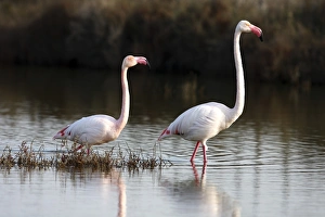American flamingo -Phoenicopterus ruber-, couple wading through shallow water, Camargue American flamingo -Phoenicopterus ruber-, couple wading through shallow water, Camargue