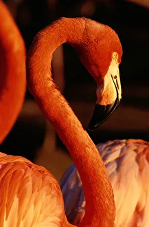 American Flamingo (Phoenicopterus Ruber), Profile American Flamingo (Phoenicopterus Ruber), Profile