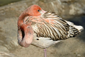 American Flamingo -Phoenicopterus ruber ruber-, young in sleeping position, captive American Flamingo -Phoenicopterus ruber ruber-, young in sleeping position, captive