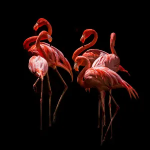 American flamingos (Phoenicopterus rubber) in sleeping position American flamingos (Phoenicopterus rubber) in sleeping position