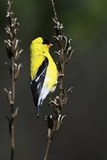 American goldfinch in spring American goldfinch in spring