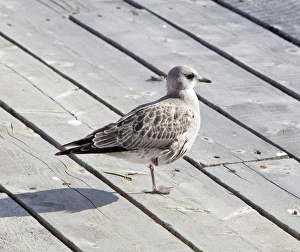 American Herring Gull or Smithsonian Gull -Larus smithsonianus, Larus argentatus-, juvenile, Atlin Lake American Herring Gull or Smithsonian Gull -Larus smithsonianus, Larus argentatus-, juvenile, Atlin Lake