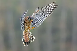 <b class=qtipBold><figcaption>American Kestrel</figcaption></b><br>An American Kestrel in flight pose.<br><em>© 2013 Phoo Chan</em> American Kestrel