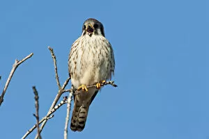 Images Dated 17th January 2014: American kestrel vocalizing