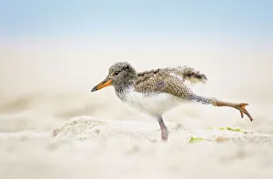 American Oystercatcher Chick Doing Yoga on the Beach at Nickerson, Long Island American Oystercatcher Chick Doing Yoga on the Beach at Nickerson, Long Island