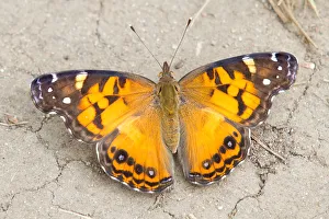 <b class=qtipBold><figcaption>American painted lady butterfly</figcaption></b><br><em>© Jim Cumming</em> American painted lady butterfly