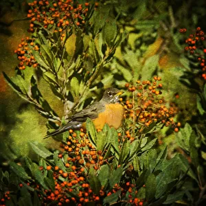 <b class=qtipBold><figcaption>American Robin and Berries</figcaption></b><br>An American Robin (Turdis migratorius) sitting in the Pacifc Madrone (Arbutus menziesii) berry tree at San Joaquin Wildlife Preserve.<br><em>© 2009-2010 Susan Gary</em> American Robin and Berries