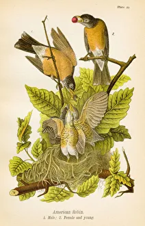 <b class=qtipBold><figcaption>American robin bird lithograph 1890</figcaption></b><br>Report on the Birds of Pennsylvania by B.H.Warren M.D. 1890<br><em>© This content is subject to copyright.</em> American robin bird lithograph 1890