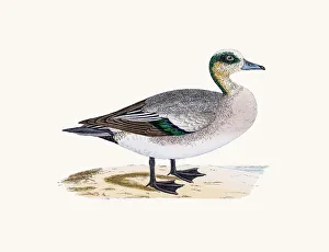 <b class=qtipBold><figcaption>American Wigeon Duck Waterfowl bird</figcaption></b><br>A photograph of an original hand-colored engraving from The History of British Birds by Morris published in 1853-1891.<br><em>© mashuk</em> American Wigeon Duck Waterfowl bird
