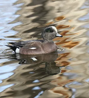 American Wigeon male (Mareca americana) in waters, Bosque del Apache National Wildlife Refuge, New Mexico, USA American Wigeon male (Mareca americana) in waters, Bosque del Apache National Wildlife Refuge, New Mexico, USA