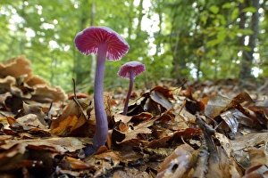 Amethyst Deceiver -Laccaria amethystea-, Switzerland Amethyst Deceiver -Laccaria amethystea-, Switzerland