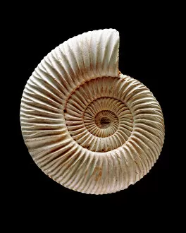 Paleontology Gallery: Ammonite fossil