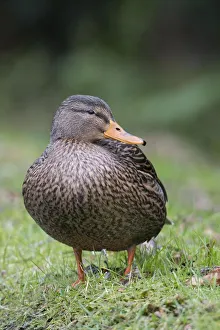 anas, exterior views, female, looking sideways, looks, mallard, natural environment anas, exterior views, female, looking sideways, looks, mallard, natural environment