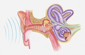 Anatomical illustration of sound vibrations entering ear Anatomical illustration of sound vibrations entering ear
