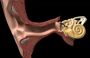 anatomy, auditory, auditory canal, auditory ossicles, auditory system, black background anatomy, auditory, auditory canal, auditory ossicles, auditory system, black background