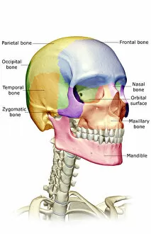 Bone Gallery: anatomy, bone, bone structure, bone structure of the face, bone structure of the head