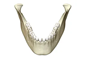 anatomy, bone, bone structure, bones, coronoid process, human, illustration, jaw bone anatomy, bone, bone structure, bones, coronoid process, human, illustration, jaw bone