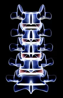 Back Bone Gallery: anatomy, back bone, back view, black background, bone, bone structure, bones, glow