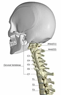Back Bone Gallery: anatomy, back bone, back view, bone, bone structure, bones, bones of the neck, cervical vertebrae