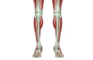 anatomy, extensor digitorum longus, extensor hallucis longus, front view, human, illustration anatomy, extensor digitorum longus, extensor hallucis longus, front view, human, illustration