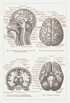 Anatomy of the human brain, lithograph, published in 1876