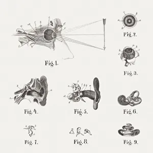 Anatomy of the human eye and ear, published in 1861 Anatomy of the human eye and ear, published in 1861