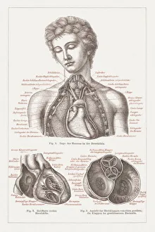Anatomy of the human heart, lithograph, published in 1876 Anatomy of the human heart, lithograph, published in 1876