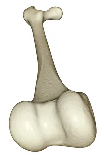 anatomy, back view, below view, bone, bone structure, bone structure of the leg, bones anatomy, back view, below view, bone, bone structure, bone structure of the leg, bones