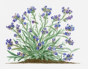 Anchusa officinalis (Common Bugloss or Alkanet) with blue flowers and green leaves on long stems Anchusa officinalis (Common Bugloss or Alkanet) with blue flowers and green leaves on long stems