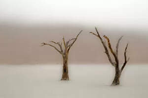 Images Dated 25th September 2010: Ancient camel thorn trees (Vachellia erioloba) in fog in Dead Vlei, Sossusvlei