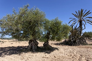 Ancient olive trees and date palm, Djerba, Tunisia Ancient olive trees and date palm, Djerba, Tunisia