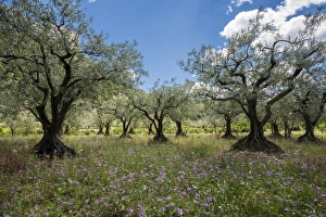 Ancient Olive Trees -Olea europaea-, Buis-les-Baronnies, Drome, Rhone-Alpes, Provence Ancient Olive Trees -Olea europaea-, Buis-les-Baronnies, Drome, Rhone-Alpes, Provence