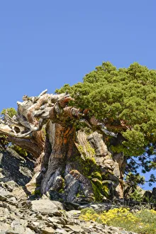 Ancient Sierra Juniper (Eriogonum incanum), Lake Tahoe region, California, USA Ancient Sierra Juniper (Eriogonum incanum), Lake Tahoe region, California, USA